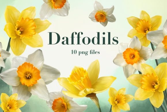 Daffodils Set: Spring Florals for Any Project