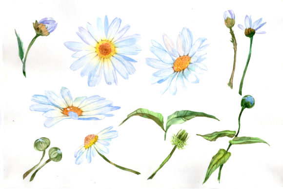 White Daisy Watercolor Flower Set: A Designer's Delight